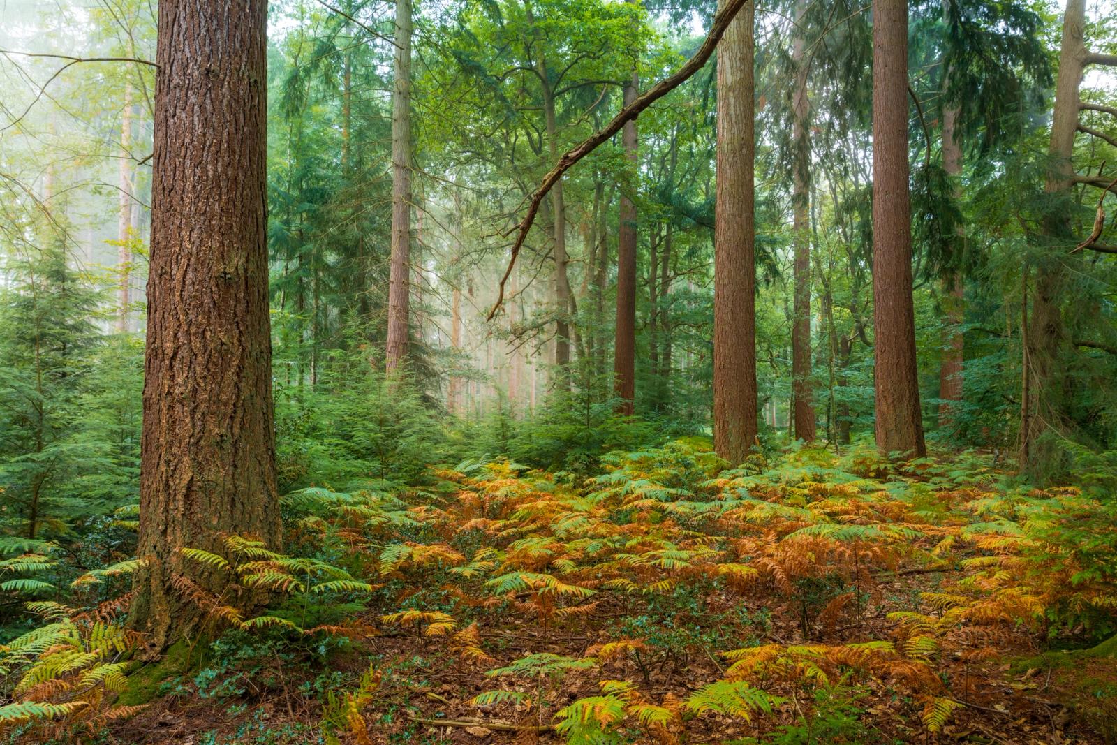 A mixed conifer woodland at dawn, the forest floor carpeted in bracken turning from green to russet in the late-summer heat. Residual mist filters the light between the tall trunks, softening the middle distance and lending the scene a quiet, layered depth. The diagonal branch and dominant foreground trunk anchor an otherwise open composition.