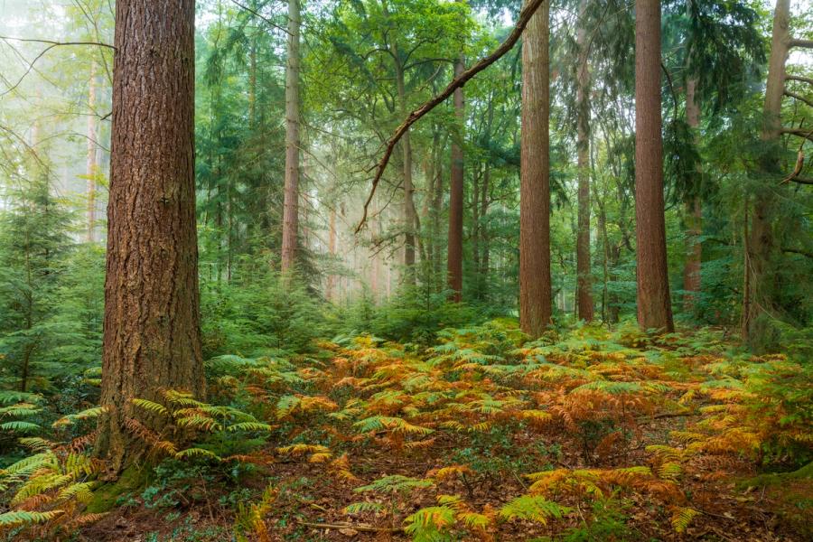 A mixed conifer woodland at dawn, the forest floor carpeted in bracken turning from green to russet in the late-summer heat. Residual mist filters the light between the tall trunks, softening the middle distance and lending the scene a quiet, layered depth. The diagonal branch and dominant foreground trunk anchor an otherwise open composition.