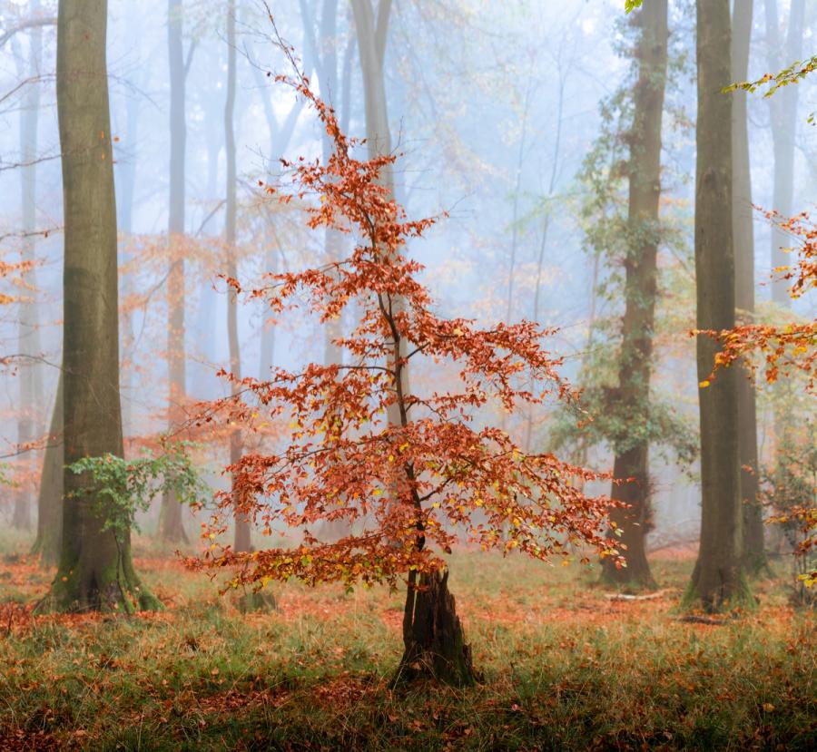 A young beech sapling, sprouting from an old coppice stool in the Chilterns, Oxfordshire, holds its copper foliage against a fog-softened stand of mature beeches. The diffuse November light strips the scene of distraction, leaving the tree's layered, almost pyramidal structure as the sole point of focus. Fallen leaves and rough grass complete the understory frame.