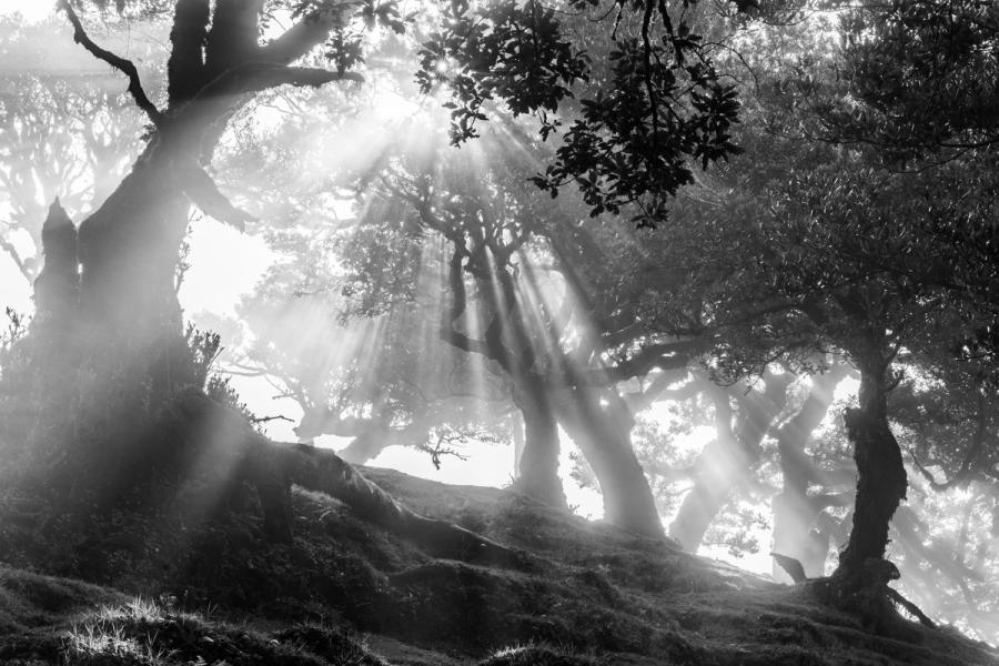 Crepuscular rays fracture through the canopy of ancient laurel forest, their shafts caught in residual mist rolling across a moss-covered hillside. The monochrome rendering strips the scene to pure tonal drama, the gnarled silhouetted trunks framing cascading light against a luminous background. Fanal forest, Madeira, late May dawn.