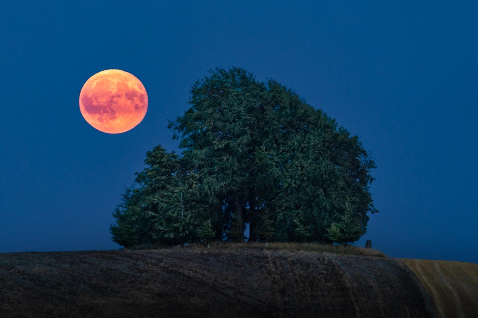 A deep-red full moon clears the horizon beside a solitary hilltop copse during blue hour on a summer evening. The warm lunar disc â its surface maria clearly resolved â holds in precise tension with the cool blue of the deepening sky and the dark mass of the trees. Stubble-field furrows anchor the foreground, grounding what is otherwise a celestial event in the agricultural English countryside.