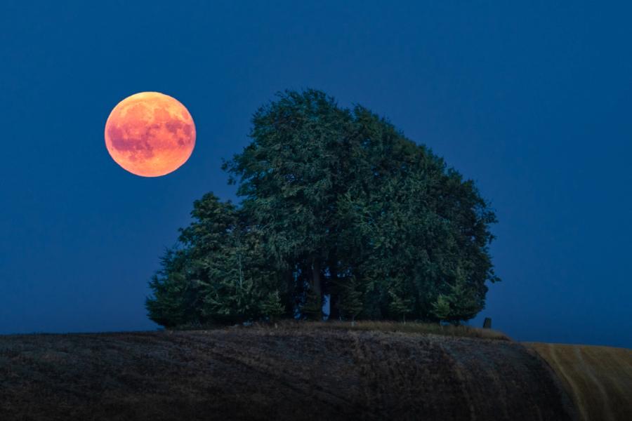 A deep-red full moon clears the horizon beside a solitary hilltop copse during blue hour on a summer evening. The warm lunar disc â its surface maria clearly resolved â holds in precise tension with the cool blue of the deepening sky and the dark mass of the trees. Stubble-field furrows anchor the foreground, grounding what is otherwise a celestial event in the agricultural English countryside.