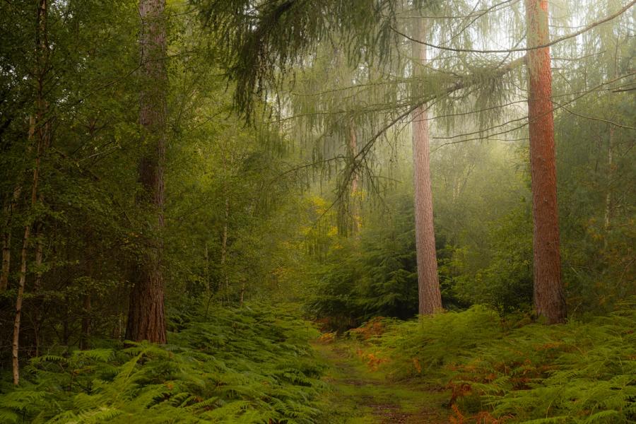 Mist settles between mature conifers and silver birch in a mixed British woodland at dawn, the diffused light catching suspended moisture above a fern-lined track. A foreground carpet of bracken shows the first rust tones of early autumn. The soft luminance in the middle distance creates a sense of depth without a defined focal point.