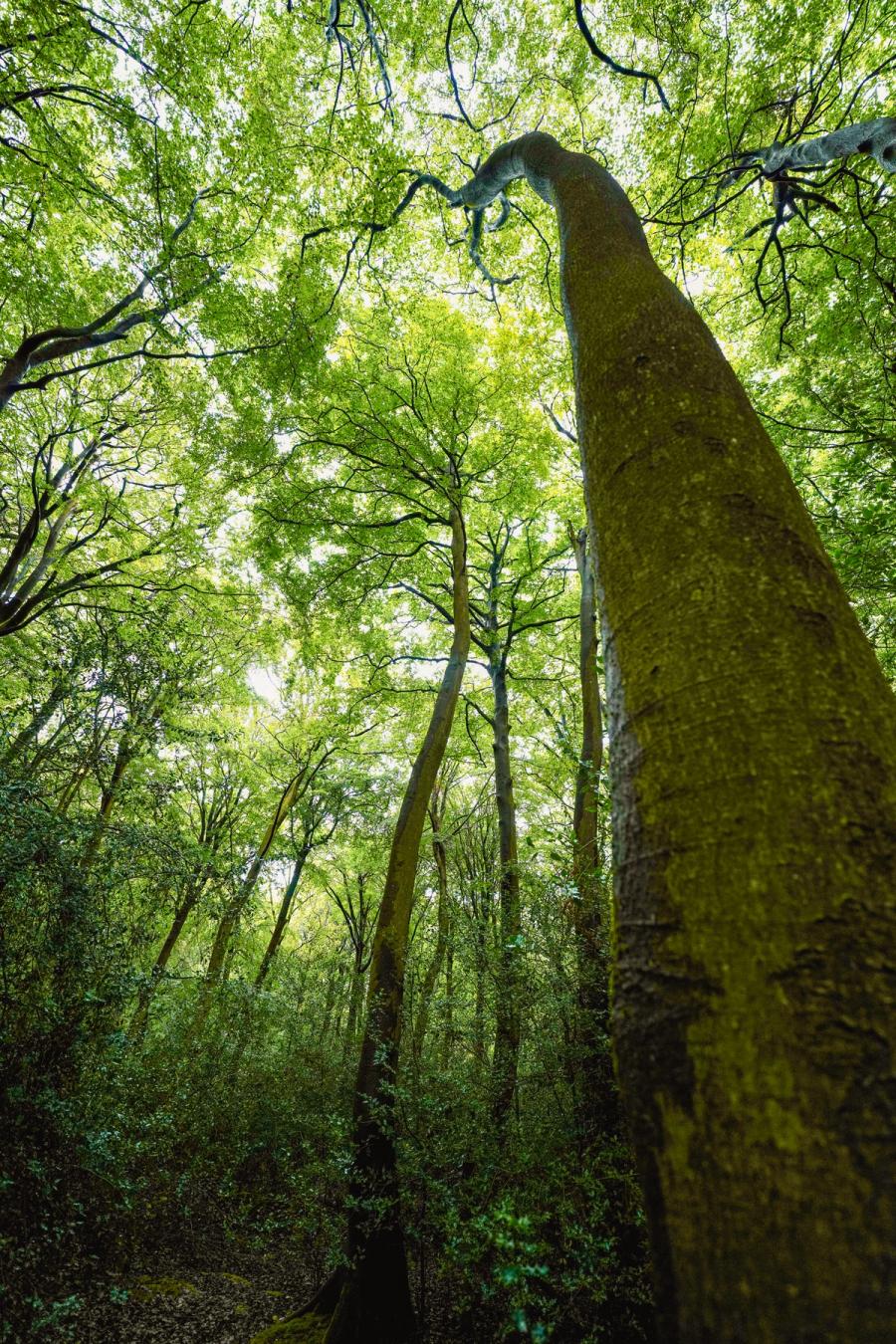 A moss-covered beech trunk rises steeply from the understorey of a Chilterns woodland in Oxfordshire, the worm's-eye perspective compressing a dense summer canopy into a luminous green ceiling. The upward viewpoint emphasises the tree's dominance while secondary stems behind echo the vertical thrust. Flat overcast light holds the scene together without distraction.