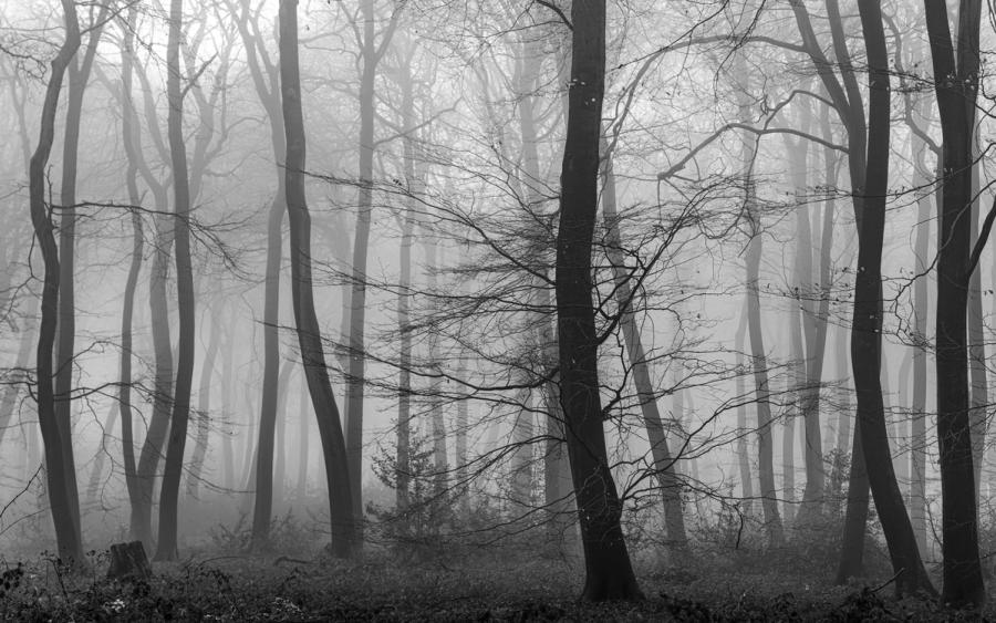 Leafless beech and understory shrubs recede into dense winter fog in the Chilterns, Oxfordshire, the tonal recession creating a natural layering from dark foreground trunks to pale dissolved canopy. A low-branching suppressed tree at centre-right anchors the composition against the vertical rhythm of the surrounding stems. The monochrome conversion amplifies the mist's diffusing effect, stripping the scene to structure and tone.