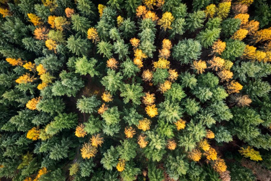 An overhead view of mixed coniferous woodland near Henley-on-Thames in The Chiltern Hills reveals larch crowns turning gold among the evergreen spruce, the interplay of colour forming a natural mosaic across the canopy. Captured in mid-November as deciduous conifers approach peak colour loss, the flat overcast light suppresses shadow and flattens the composition into near-abstraction. The scatter of amber crowns punctuating deep green gives the image its only structural rhythm.