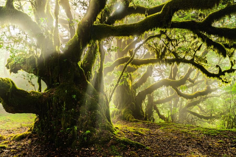 Ancient moss-draped laurisilva trees catch early morning sunbeams filtered through mist, the gnarled limbs extending horizontally across the frame in a canopy of deep green. The forest floor of leaf litter and moss patches anchors the composition beneath a luminous, fog-diffused background. The light quality and tree morphology are consistent with the laurel forests of Madeira, a UNESCO-listed Tertiary relict ecosystem.