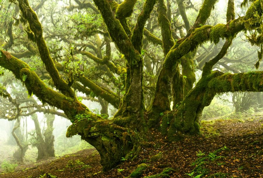 A veteran laurel tree spreads its moss-laden limbs through the cloud forest of Madeira, its gnarled trunk rising from a floor of fallen leaves and emerging ferns. Mist softens the mid-ground, isolating the foreground structure against a pale luminous backdrop. The image captures the primeval density of Laurisilva habitat at its most atmospheric.