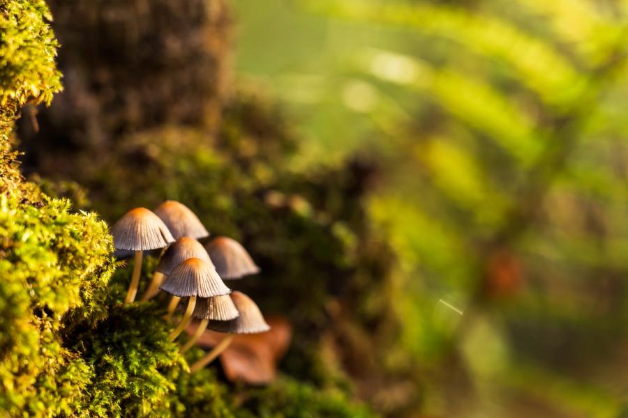 A cluster of small inkcap or Mycena fungi emerge from a moss-covered log in low autumn light. The warm raking sidelight picks out the fine gill structure of each cap and the texture of the moss bed, while shallow depth of field dissolves a fern frond into soft green beyond. A precise, quiet study of woodland decay and regeneration.