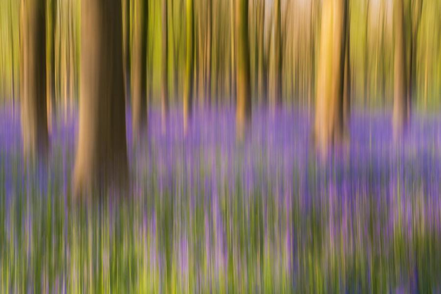 The purple of the bluebells and greens of the beech trees are strikingly beautiful in this Intentional Camera Movement (ICM) capture from West Woods in England. ICM is somewhat of a contentious subject in landscape photography, often with conflicting opinions on it. For me, sometimes, it works. For this capture, I just love how it is still clear what the scene is of - allowing just enough room for imagination on what it would be like to stand in this scene.