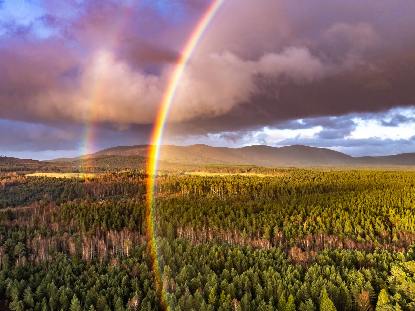 A primary rainbow descends to its apparent terminus above Scots pine forest in the Cairngorms National Park, Aviemore, with a receding storm cloud casting the mountains in warm lateral light. The aerial vantage compresses the full arc into a near-vertical shaft, isolating the spectral colours against dark cumulus. Late-afternoon sun catches the canopy on either side, accentuating the division of shadow and warmth that the rainbow bisects.