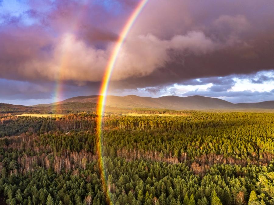 A primary rainbow descends to its apparent terminus above Scots pine forest in the Cairngorms National Park, Aviemore, with a receding storm cloud casting the mountains in warm lateral light. The aerial vantage compresses the full arc into a near-vertical shaft, isolating the spectral colours against dark cumulus. Late-afternoon sun catches the canopy on either side, accentuating the division of shadow and warmth that the rainbow bisects.