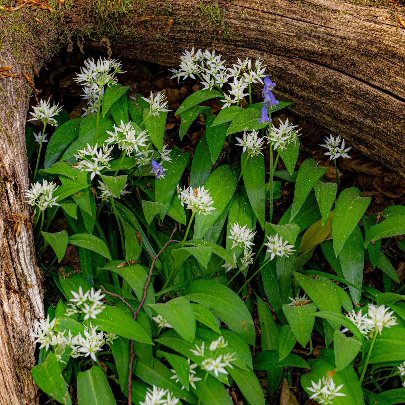 Wild garlic in full bloom crowds a hollow beneath a fallen log, its white star-shaped flowers punctuated by scattered bluebell heads still emerging. The overhead viewpoint flattens the scene into a dense tapestry of green and white, with the weathered timber providing structural counterpoint. Overcast spring light suppresses shadow and holds colour evenly across the foliage.