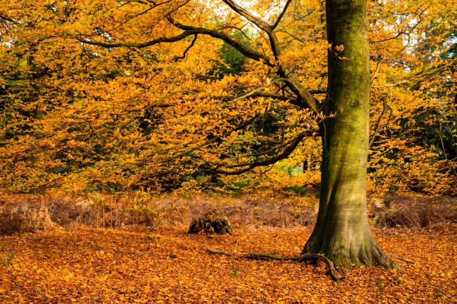 A mature beech stands at the woodland edge in the Chilterns, Oxfordshire, its canopy still holding amber foliage above a floor deep in fallen leaves. Bracken and heathland scrub behind suggest a forest margin. The flat midday overcast gives even illumination but little mood.