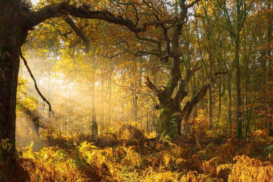 Low November sun breaks through mist into broadleaf woodland in Savernake Forest, silhouetting the arching bough of a veteran oak against a blaze of backlit amber. A carpet of dying bracken fills the floor, while a second ancient oak anchors the mid-ground. The scene catches a rare conjunction of residual mist and sharp winter-angle sunlight in what reads as ancient, unmanaged woodland.