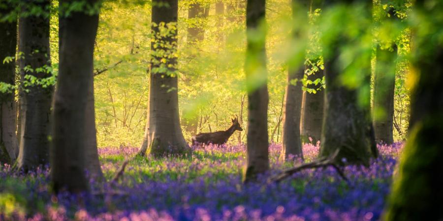 A roe deer stands alert in a bluebell-carpeted beech wood at Micheldever Wood in Hampshire, its silhouette framed between smooth grey trunks at first light. The backlit canopy throws a luminous yellow-green glow across the forest floor, isolating the animal within a natural avenue of trees. The composition, shot through foreground foliage, gives the image the quality of a discovered moment rather than a posed one.