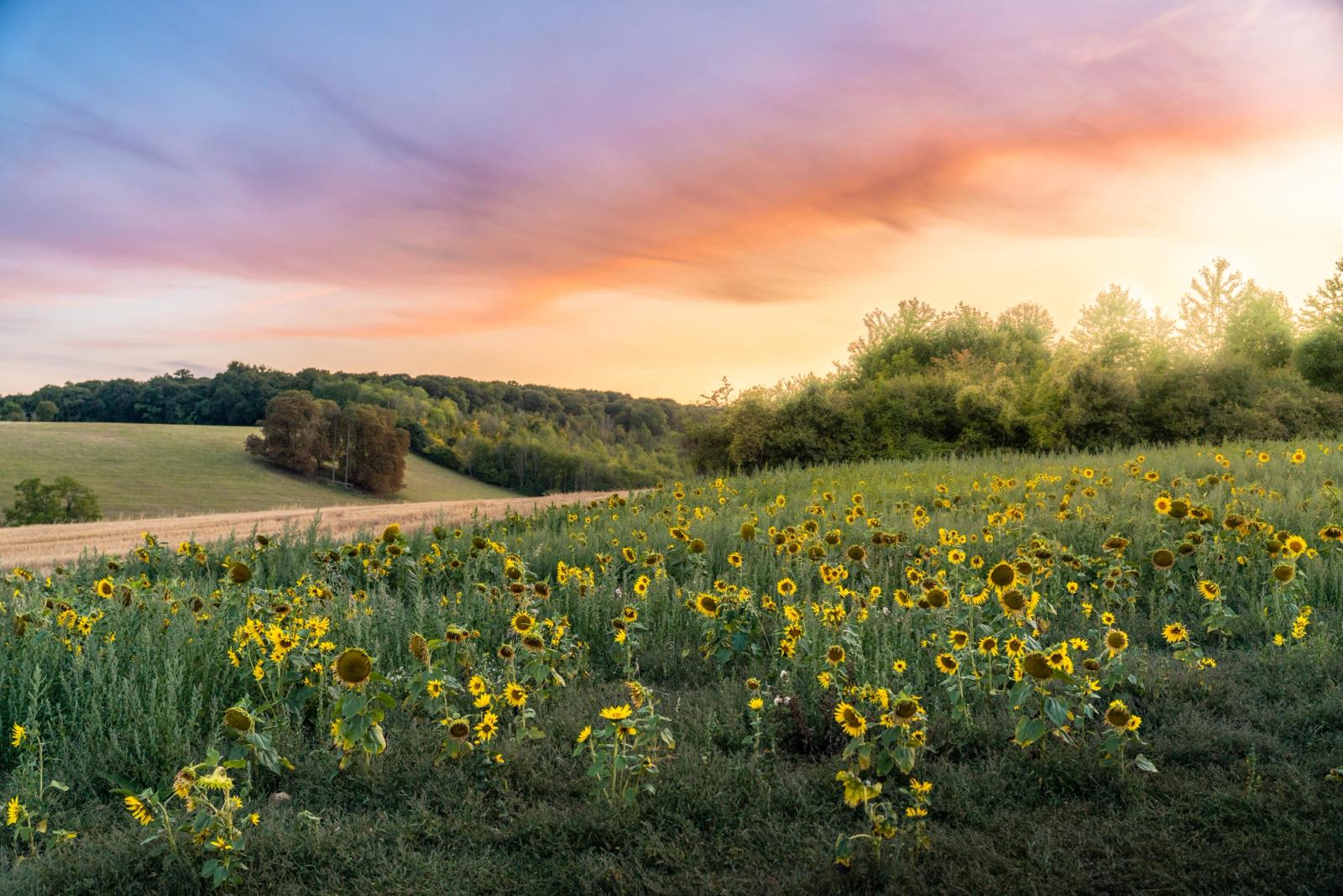 A field of sunflowers occupies the foreground as the sun sets behind a treeline, casting warm light across rolling agricultural land. The sky holds layered cloud in peach and violet tones. The scene is competently exposed but lacks a singular focal point or compositional tension.