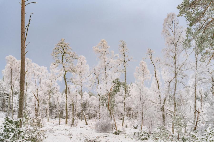 A mixed woodland of birch and pine stands heavily rimed with hoarfrost and fresh snow beneath a flat, pale sky. The uniform coating of white across the canopy creates a near-monochromatic scene broken only by the warm bark tones of the foreground trees. Midday light offers no modelling, flattening depth across the composition.