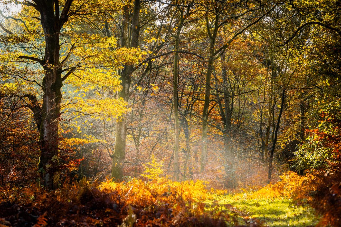 Low autumn sun breaks through a deciduous woodland interior in Savernake Forest, illuminating a ground layer of dying bracken and fallen leaves. Residual morning mist catches the shafts of light between the trunks, giving the mid-distance a soft luminosity. The scene sits at peak colour turn, with foliage ranging from acid yellow to deep copper.