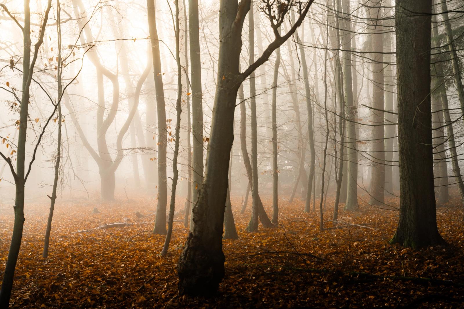 Bare beech trunks recede into dense fog on a December morning in the Chilterns, Oxfordshire, the forest floor carpeted in rust-brown fallen leaves. Diffuse backlight from the upper left creates a pale, luminous atmosphere through the leafless canopy. The layering of trunks gives depth, though the composition lacks a clear singular anchor to draw the eye.