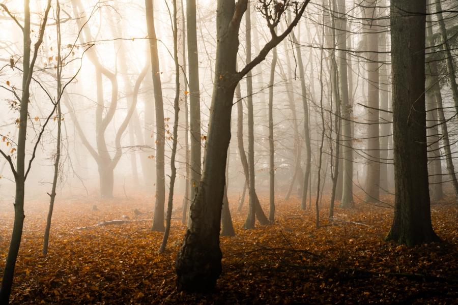 Bare beech trunks recede into dense fog on a December morning in the Chilterns, Oxfordshire, the forest floor carpeted in rust-brown fallen leaves. Diffuse backlight from the upper left creates a pale, luminous atmosphere through the leafless canopy. The layering of trunks gives depth, though the composition lacks a clear singular anchor to draw the eye.