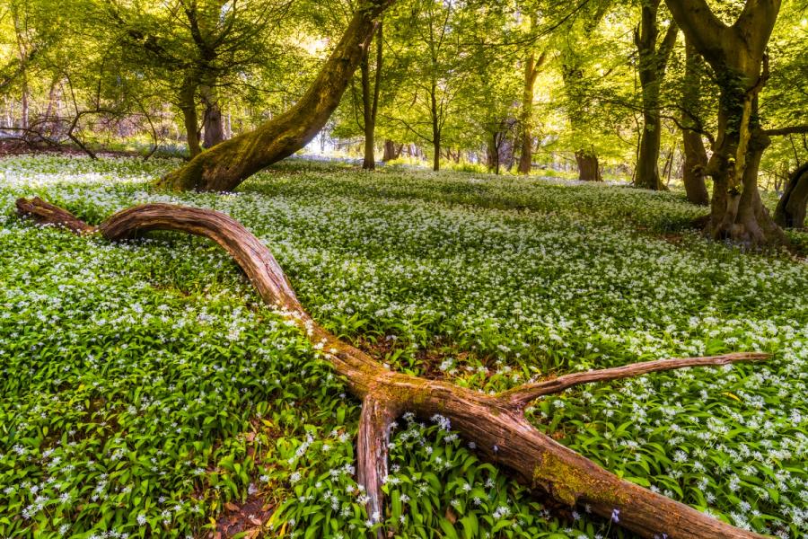 A fallen branch traces a diagonal across a dense spring carpet of wild garlic in a Chilterns broadleaf woodland, Oxfordshire. Backlit fresh beech canopy filters bright mid-morning light, illuminating the mass of white flowers below. The leaning mossy trunk anchors the middle distance without resolving into a stronger compositional focus.