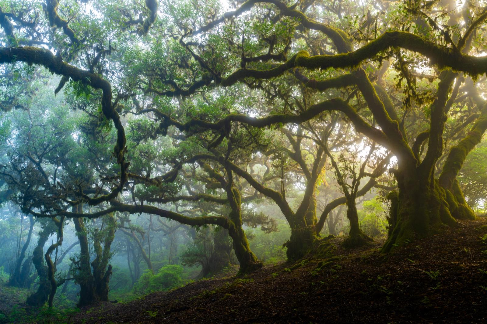 Ancient laurel trees arch through dispersing mist in the Madeiran laurisilva, a relict forest of Tertiary origin. Diffuse dawn light catches moss-laden limbs reaching across the frame, the mid-ground dissolving into layered fog. The interplay of tortured branch structure and soft atmospheric depth gives the scene an uncommon stillness.