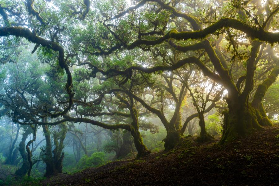Ancient laurel trees arch through dispersing mist in the Madeiran laurisilva, a relict forest of Tertiary origin. Diffuse dawn light catches moss-laden limbs reaching across the frame, the mid-ground dissolving into layered fog. The interplay of tortured branch structure and soft atmospheric depth gives the scene an uncommon stillness.