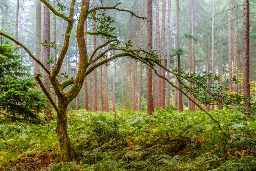 A moss-clad broadleaf tree extends a long lateral branch across a conifer plantation floor carpeted in fern, the tall trunks receding into soft morning fog. The contrast between the sinuous, low-growing tree and the regimented verticals of the surrounding conifers gives the scene quiet tension. Captured in mid-August when the bracken still holds its full summer green.