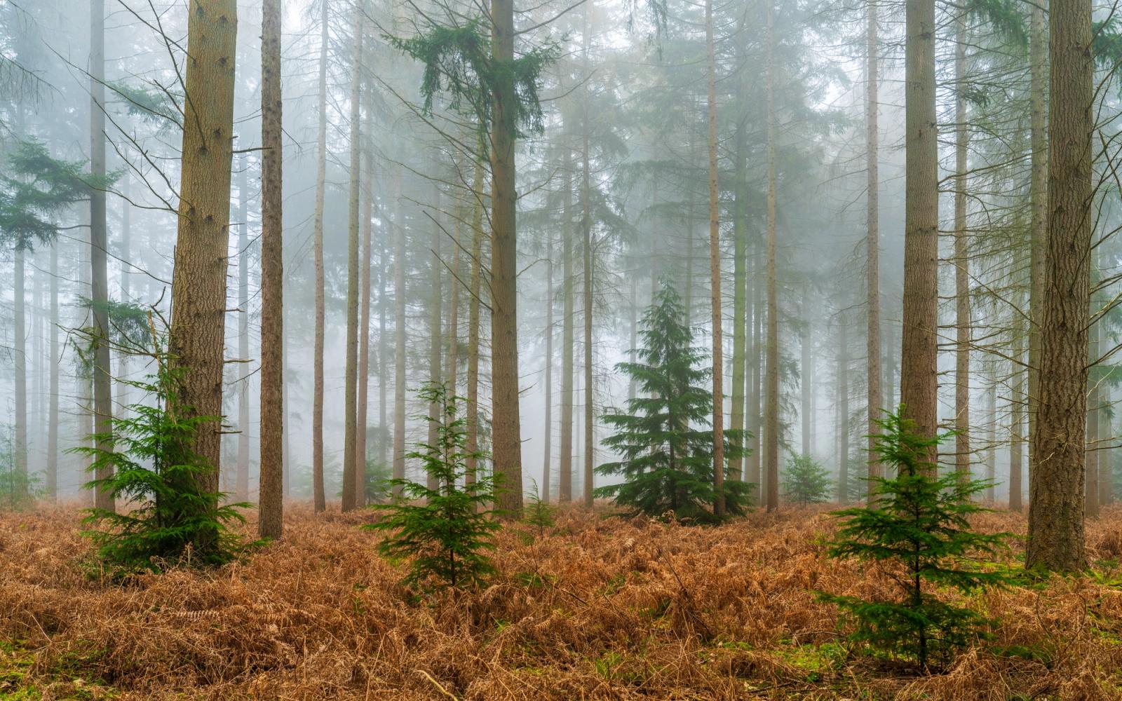 Young conifers emerge through a carpet of dead bracken beneath a mature plantation shrouded in late-winter fog. The lone sapling at centre acts as a quiet focal point, framed by the vertical rhythm of tall trunks receding into mist. A restrained and atmospheric study in depth and scale.