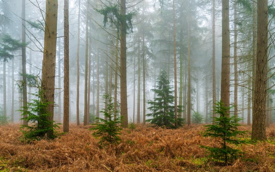Young conifers emerge through a carpet of dead bracken beneath a mature plantation shrouded in late-winter fog. The lone sapling at centre acts as a quiet focal point, framed by the vertical rhythm of tall trunks receding into mist. A restrained and atmospheric study in depth and scale.