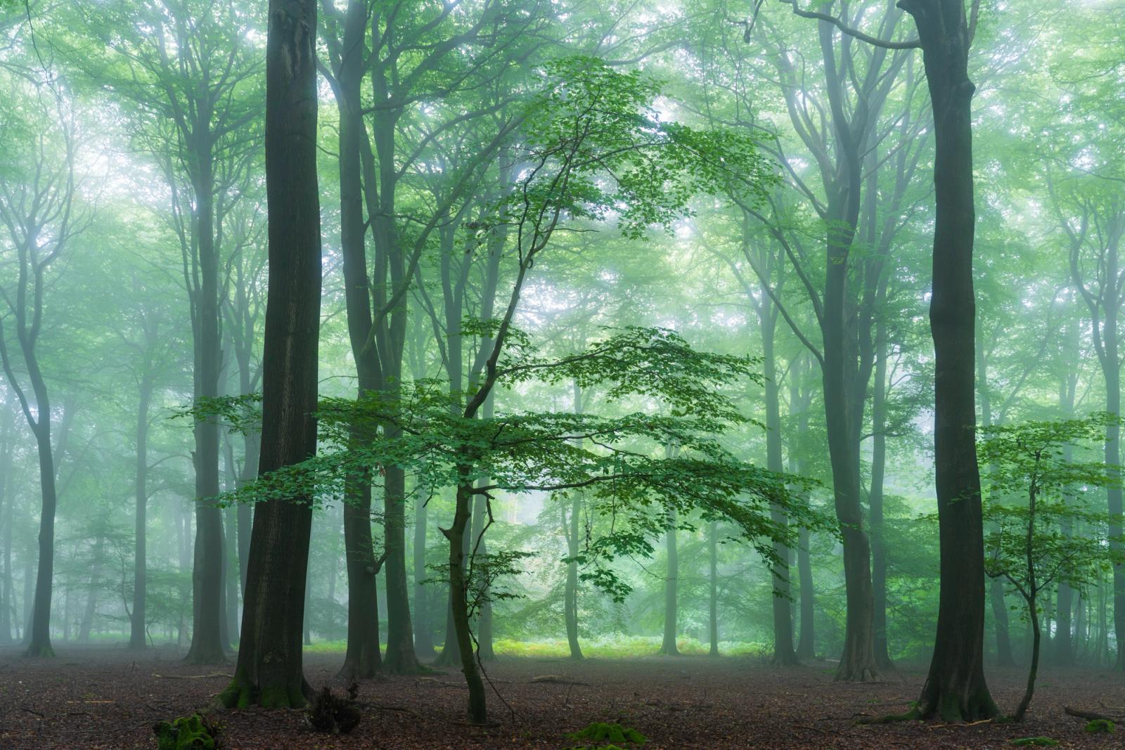 Dense mist settles between mature beech trunks in the Chilterns, Oxfordshire, diffusing the early-morning light to a soft, even green. A young beech sapling in the middle distance draws the eye through successive planes of receding trees, each rank progressively dissolved by fog. The dark leaf-litter floor anchors the composition against the luminous canopy above.