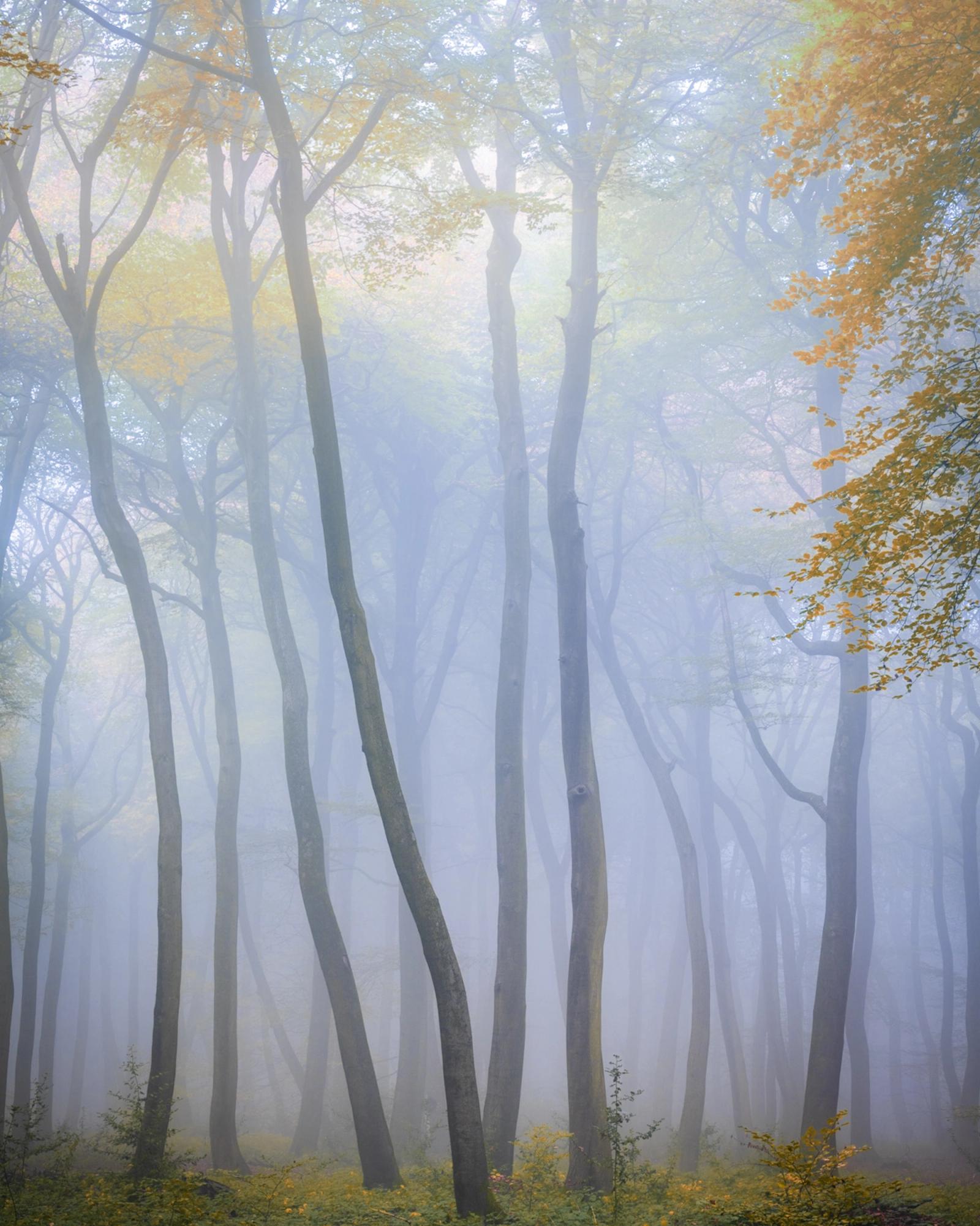 Dense autumn fog reduces a stand of beech woodland in the Chilterns, Oxfordshire, to receding layers of grey-blue, the slender trunks holding their form while remaining foliage, yellow and amber, offers the only warmth. The compression of the intimate focal length flattens the depth into something closer to pattern than place, yet the slight lean and curve of individual trees keeps it rooted in the specific. Captured at dawn on the last day of October.