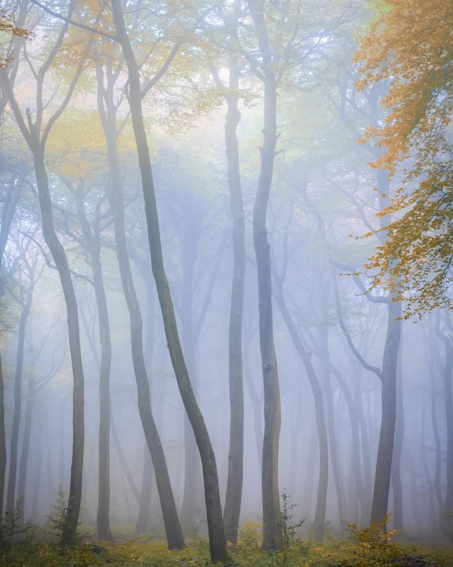 Dense autumn fog reduces a stand of beech woodland in the Chilterns, Oxfordshire, to receding layers of grey-blue, the slender trunks holding their form while remaining foliage, yellow and amber, offers the only warmth. The compression of the intimate focal length flattens the depth into something closer to pattern than place, yet the slight lean and curve of individual trees keeps it rooted in the specific. Captured at dawn on the last day of October.