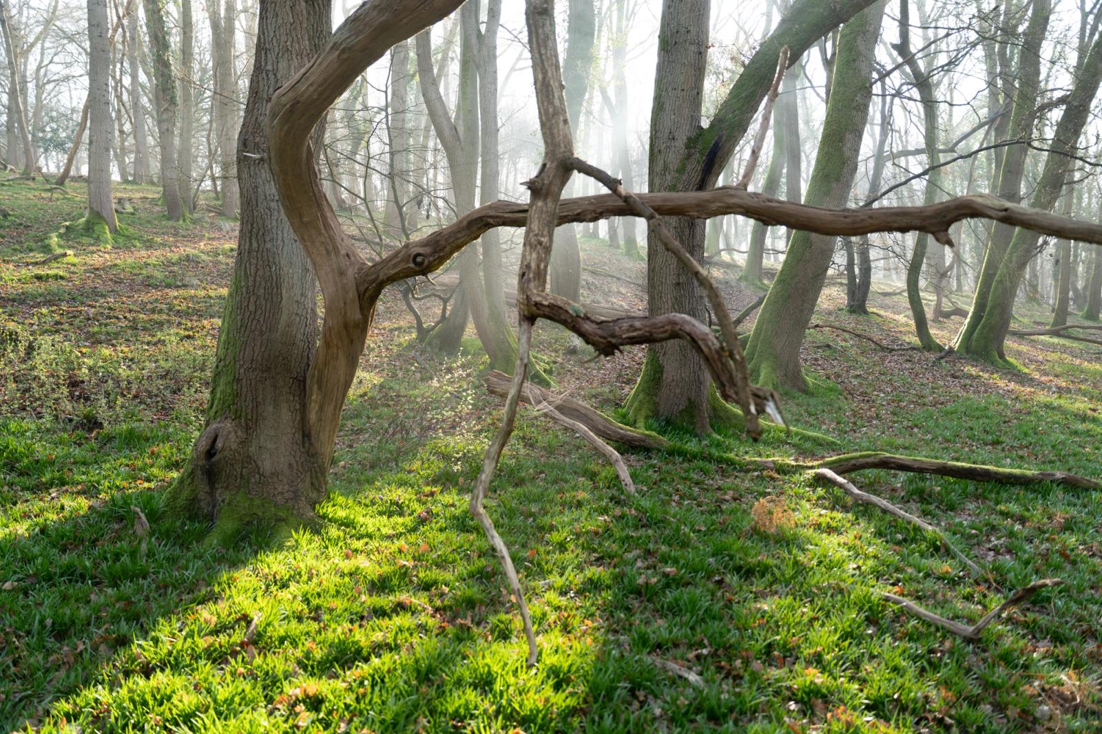 A fallen branch suspended between woodland stems in the Chilterns, Oxfordshire, frames a receding stand of bare-limbed beeches dissolving into early-morning mist. The low viewpoint emphasises the sculptural geometry of the deadwood against a soft green moss carpet, with diffuse sunbeams threading through the canopy beyond. Late winter into early spring, date consistent with the leafless crowns and fresh ground vegetation.