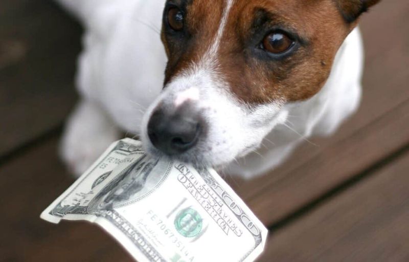 Pet sitting to make $50 fast