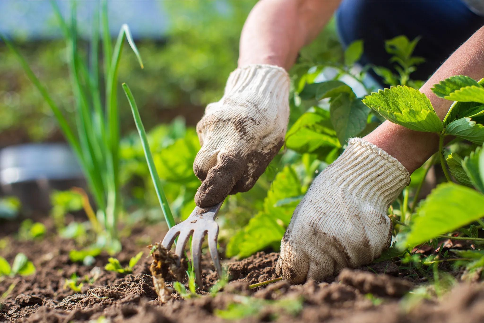 person gardening up close using a weed fork