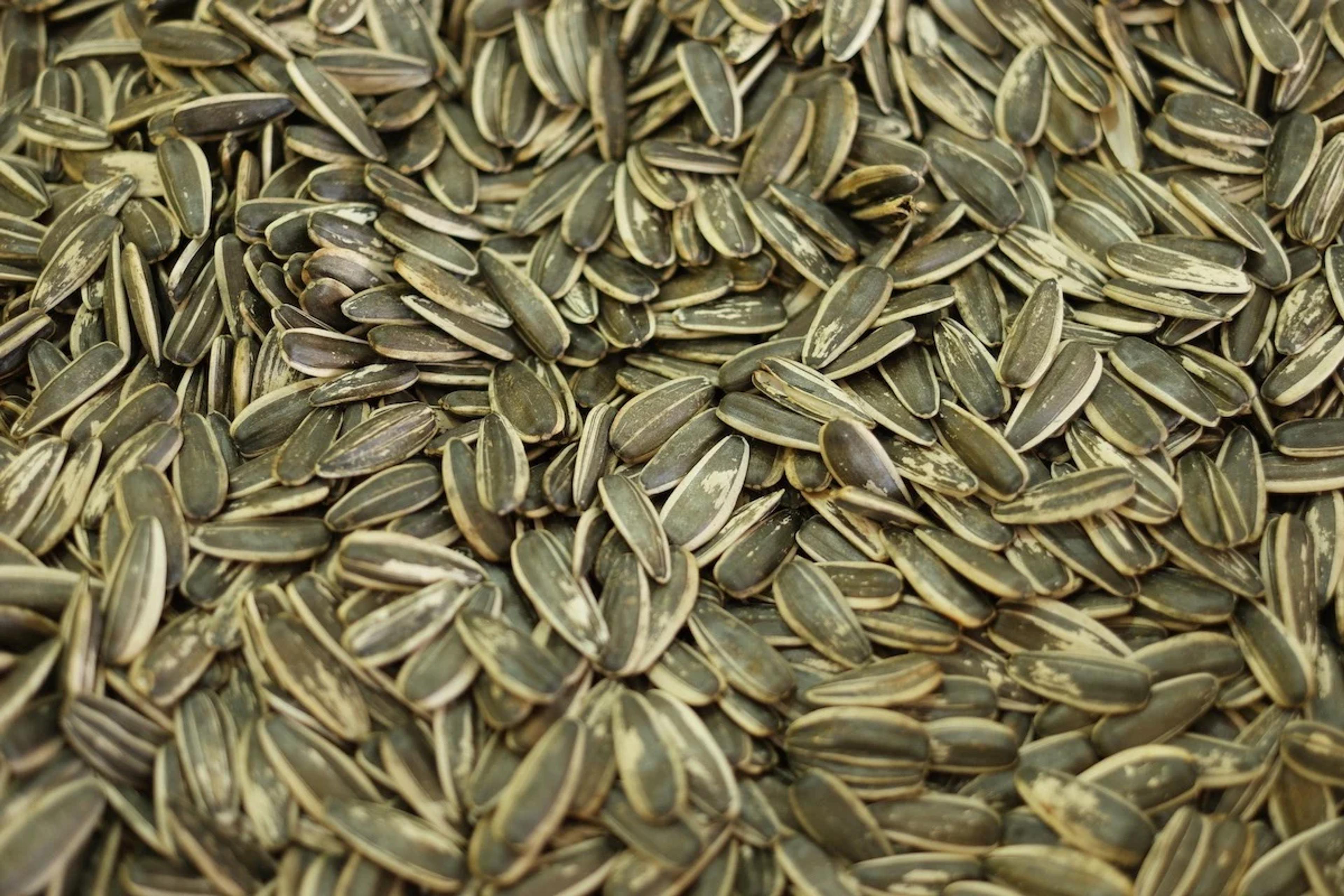 A pile of dried sunflower seeds