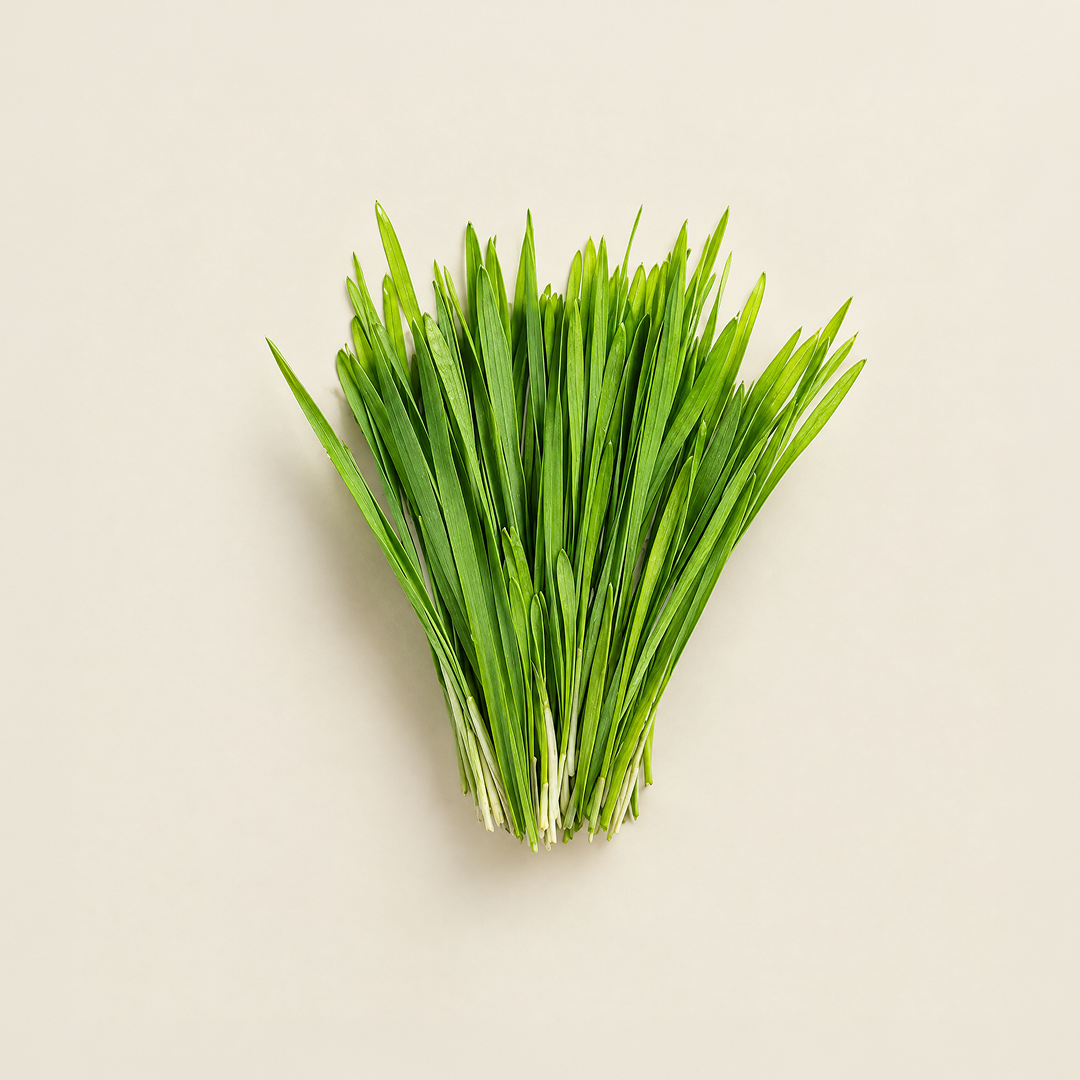 Gluten-Free Wheat Grass on a beige background