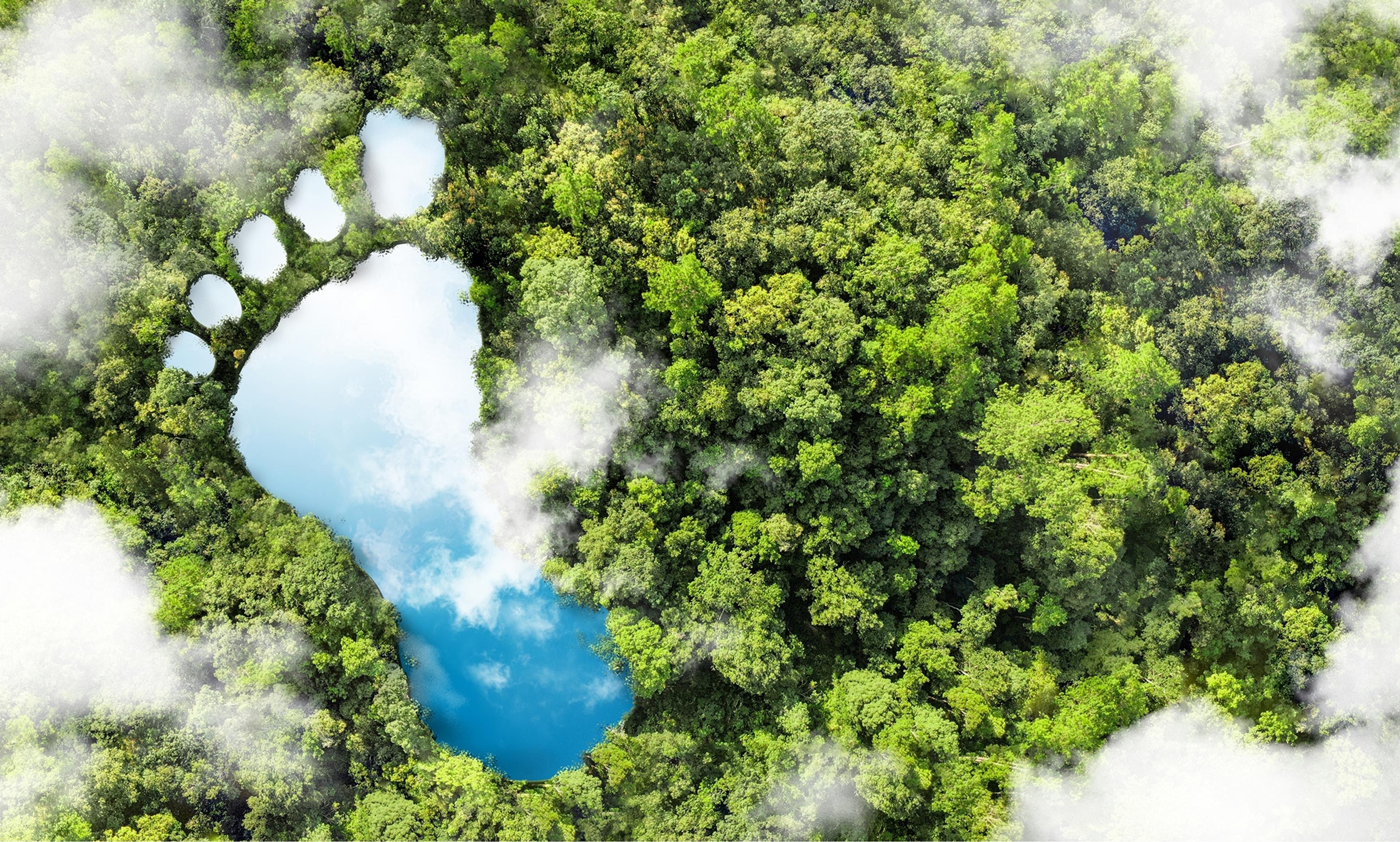 aerial view of a forest with a giant footprint filled with water in it