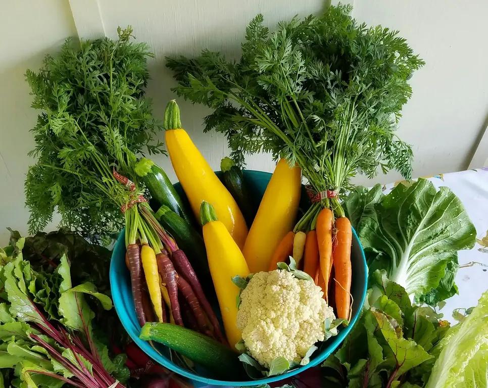 A vibrant assortment of fresh vegetables arranged around a turquoise bowl, including rainbow carrots, yellow squash, zucchini, cauliflower, beets, leafy greens, and napa cabbage, all displayed on a floral-patterned tablecloth.