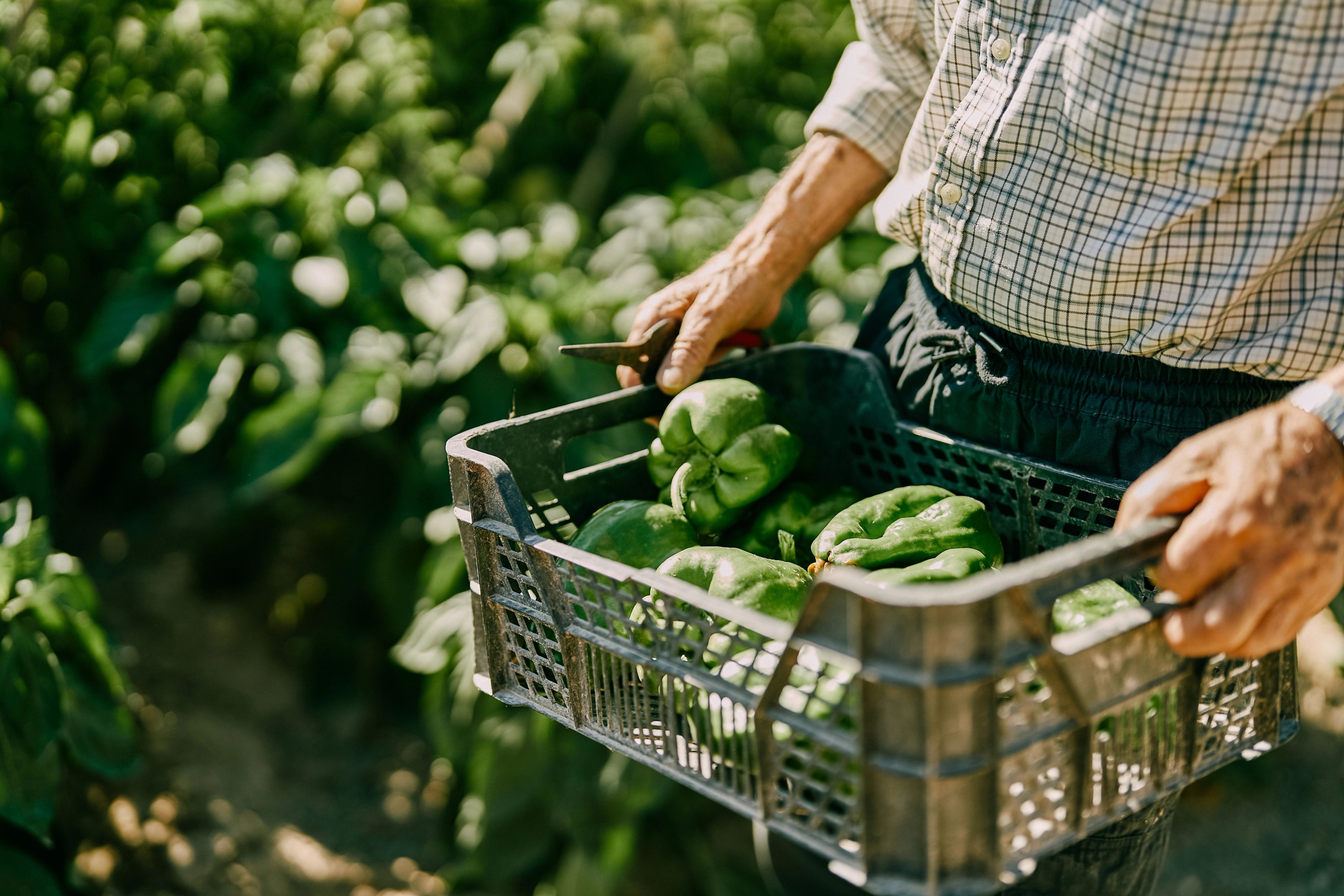 Food & agriculture producer