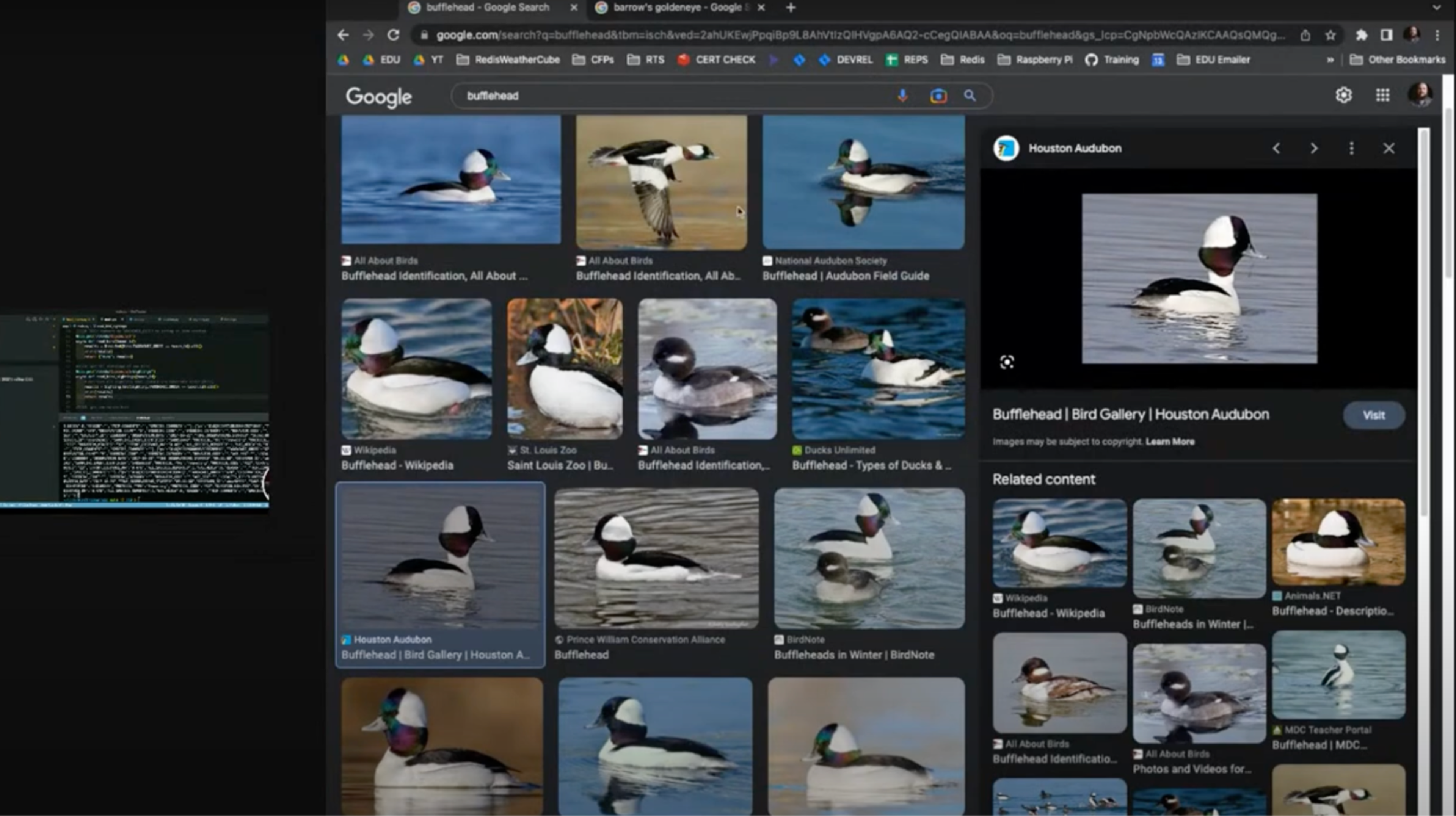 search results for loons