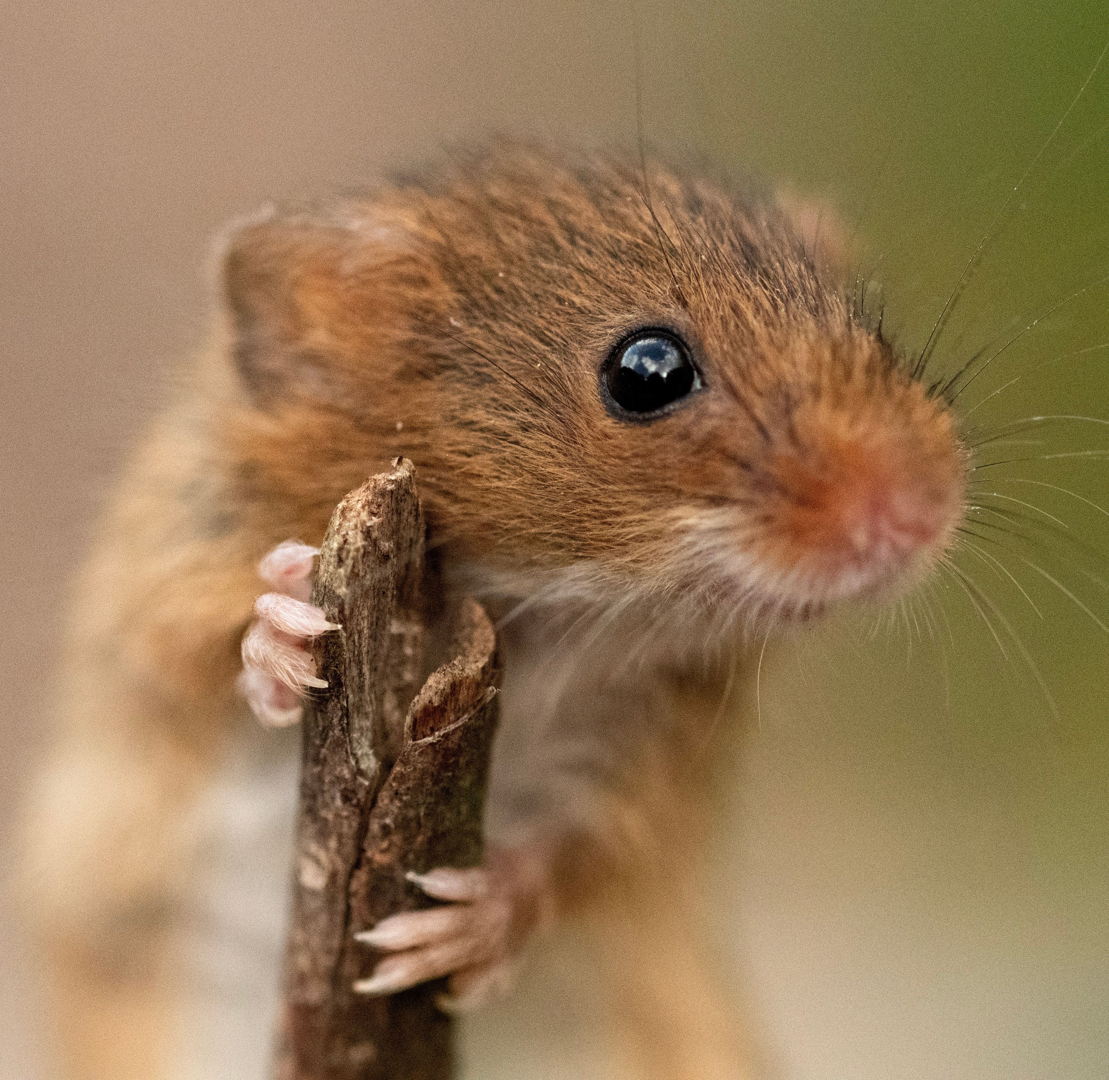 harvest mouse