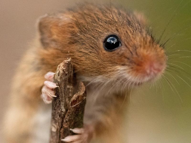 harvest mouse