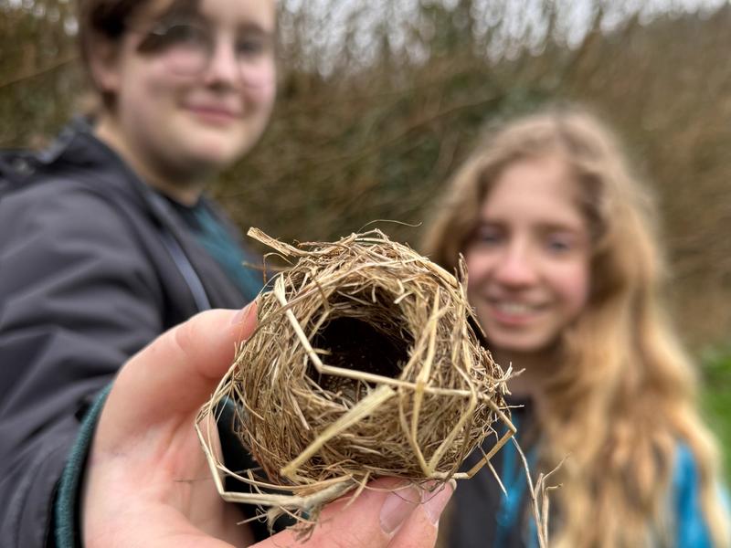 harvest mouse nest