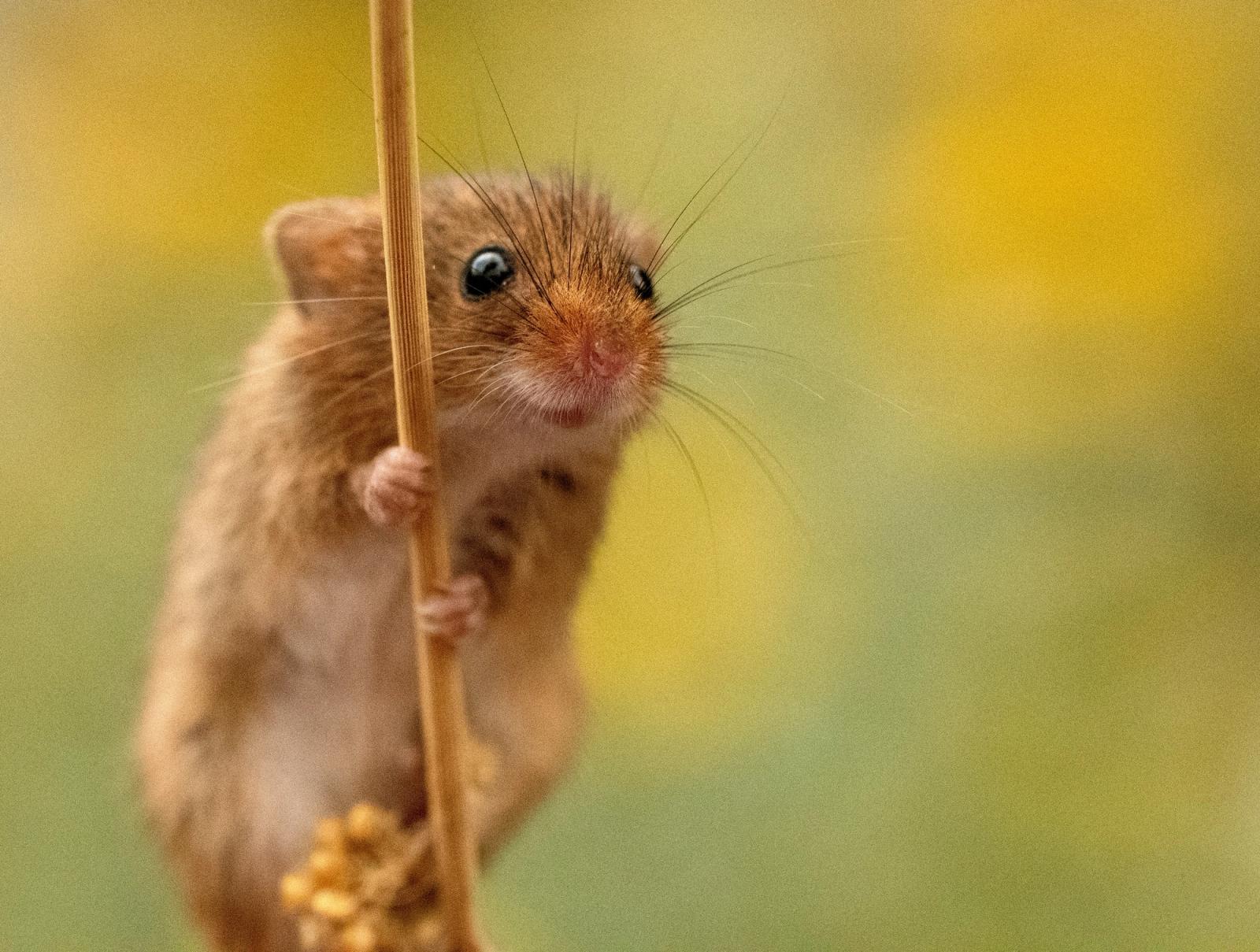 Harvest mouse