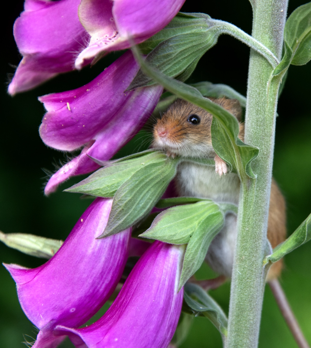 mouse on foxglove