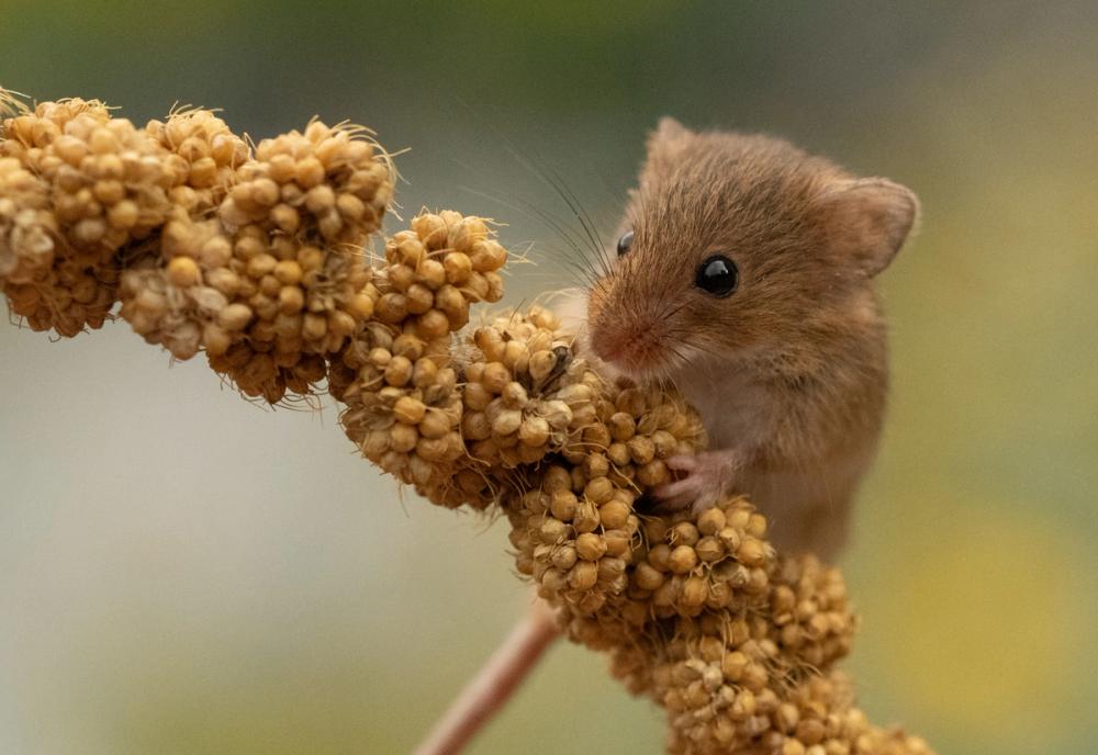 Harvest Mouse