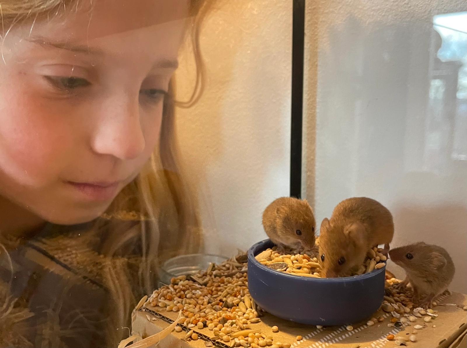 eva and mice